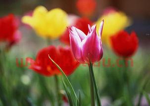 郁金香期货的价格表和图片（郁金香交易）