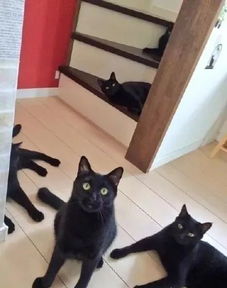 陕西黑猫股吧