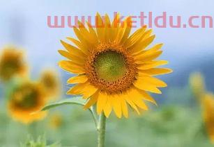 向日葵公司