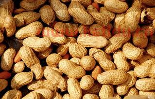 期货花生的成本价格(期货花生2201)