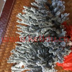 珊瑚岛废品回收价格表(珊瑚回收还是按克计算吗?)