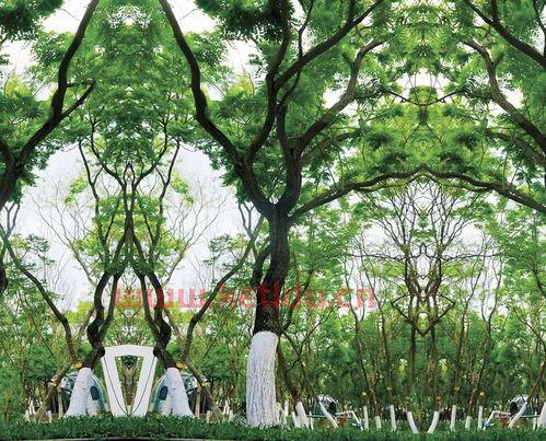 海南黄花梨老树木图片价格〖请问黄花梨开花吗,什么时候开花 〗