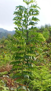 海南黄花梨树图片和价格,一棵黄花梨树能值多少钱呢