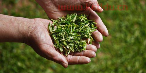 从日照绿茶价格分茶叶等级(茶叶价格等级怎么分类的)